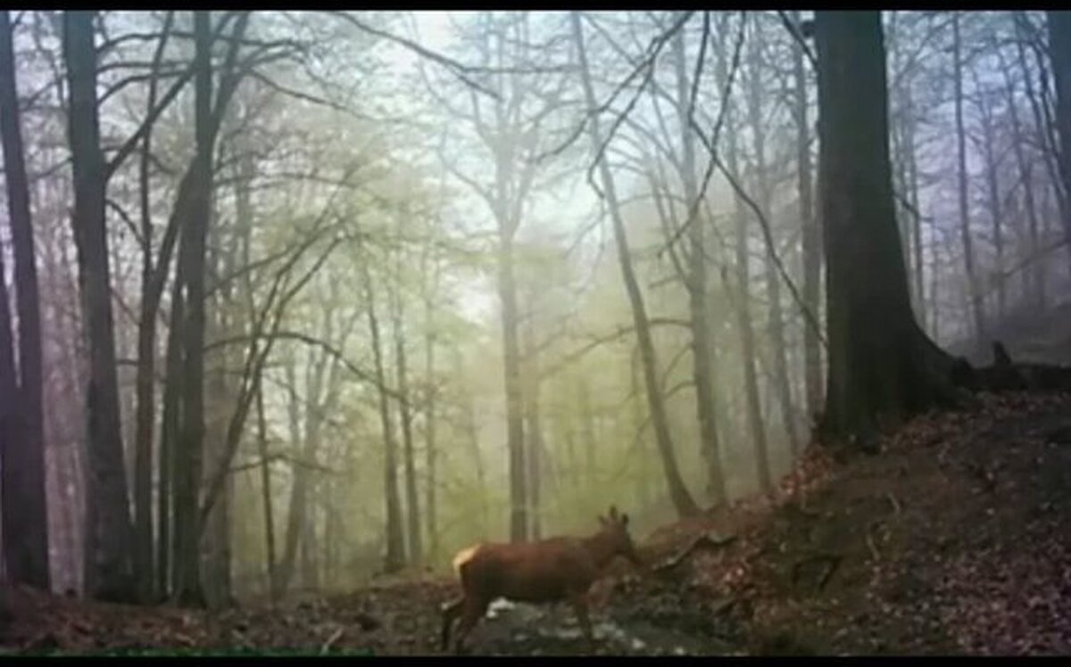 ثبت تصویری از گوزن قرمز در جنگل های هیرکانی لنگرود