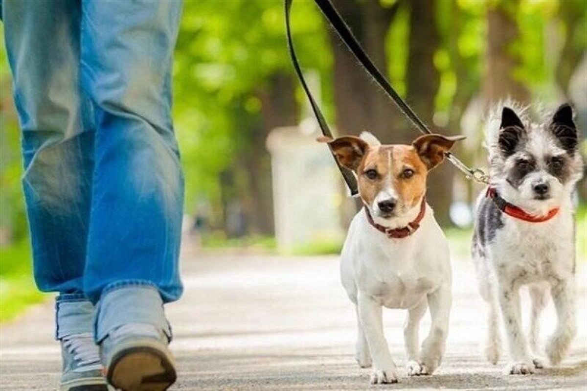 سگ گردانی در پارک‌ها و بوستانهای کرج ممنوع شود 