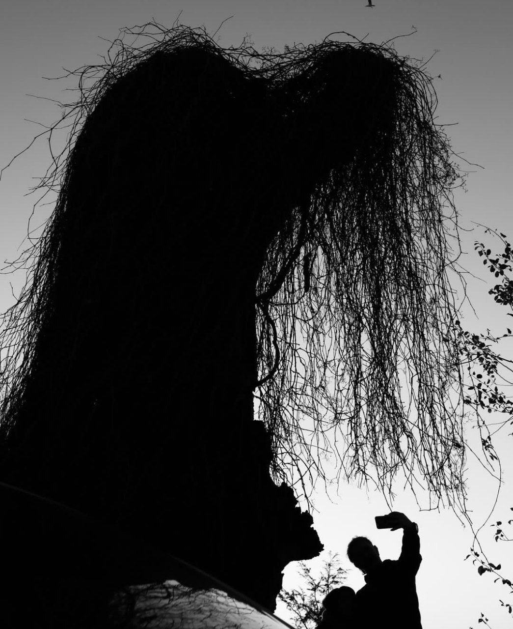 نمایشگاه عکاسی«جنگل من» در رشت