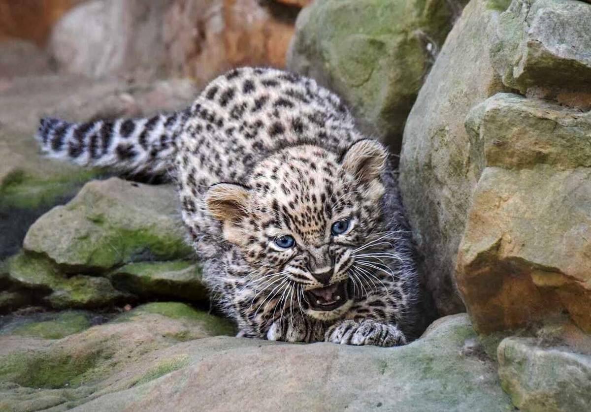 نجات توله پلنگ سه ماهه از چاه‌های نکا