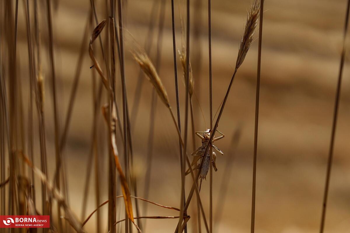 طرح جهش تولید - مزارع دیم کرمانشاه و کردستان