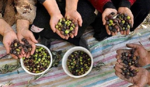 مبارزه با آفت مگس زیتون در باغات طارم سفلی آغاز شده است مبارزه با آفت مگس زیتون در باغات طارم سفلی آغاز شده است