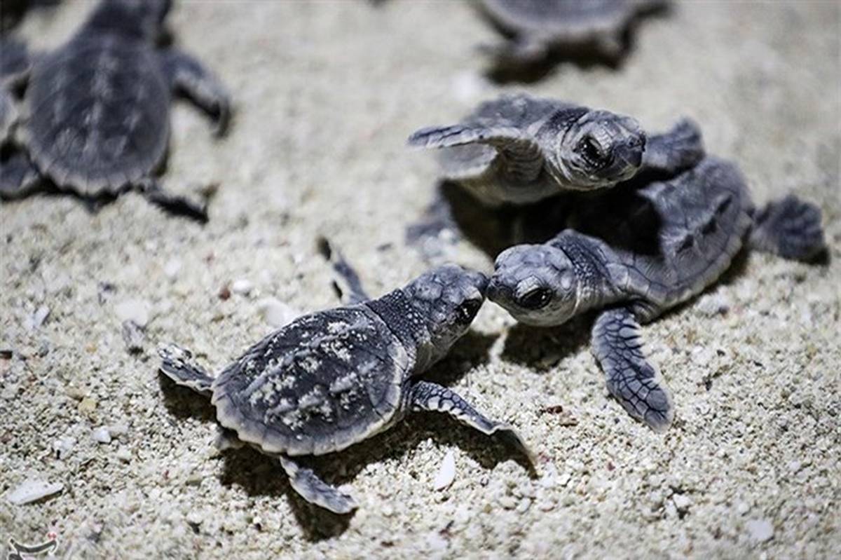 بازگشت لاکپشتهای پوزه عقابی به زادگاه/ استقبال بیرحمانه گردشگران از لاکپشتهای پوزه عقابی /تولیدی بازگشت لاکپشتهای پوزه عقابی به زادگاه/ استقبال بیرحمانه گردشگران از لاکپشتهای پوزه عقابی /تولیدی