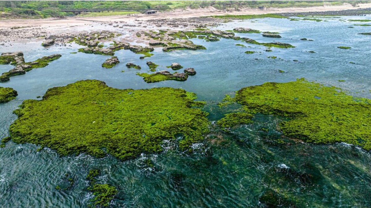 تاثیر نانوذرات اکسیدسریم روی جلبک‌های آب شیرین