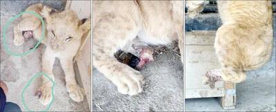 انتقال توله شیر زخمی صفادشت به مراکز درمانی تهران/ تولیدی انتقال توله شیر زخمی صفادشت به مراکز درمانی تهران/ تولیدی