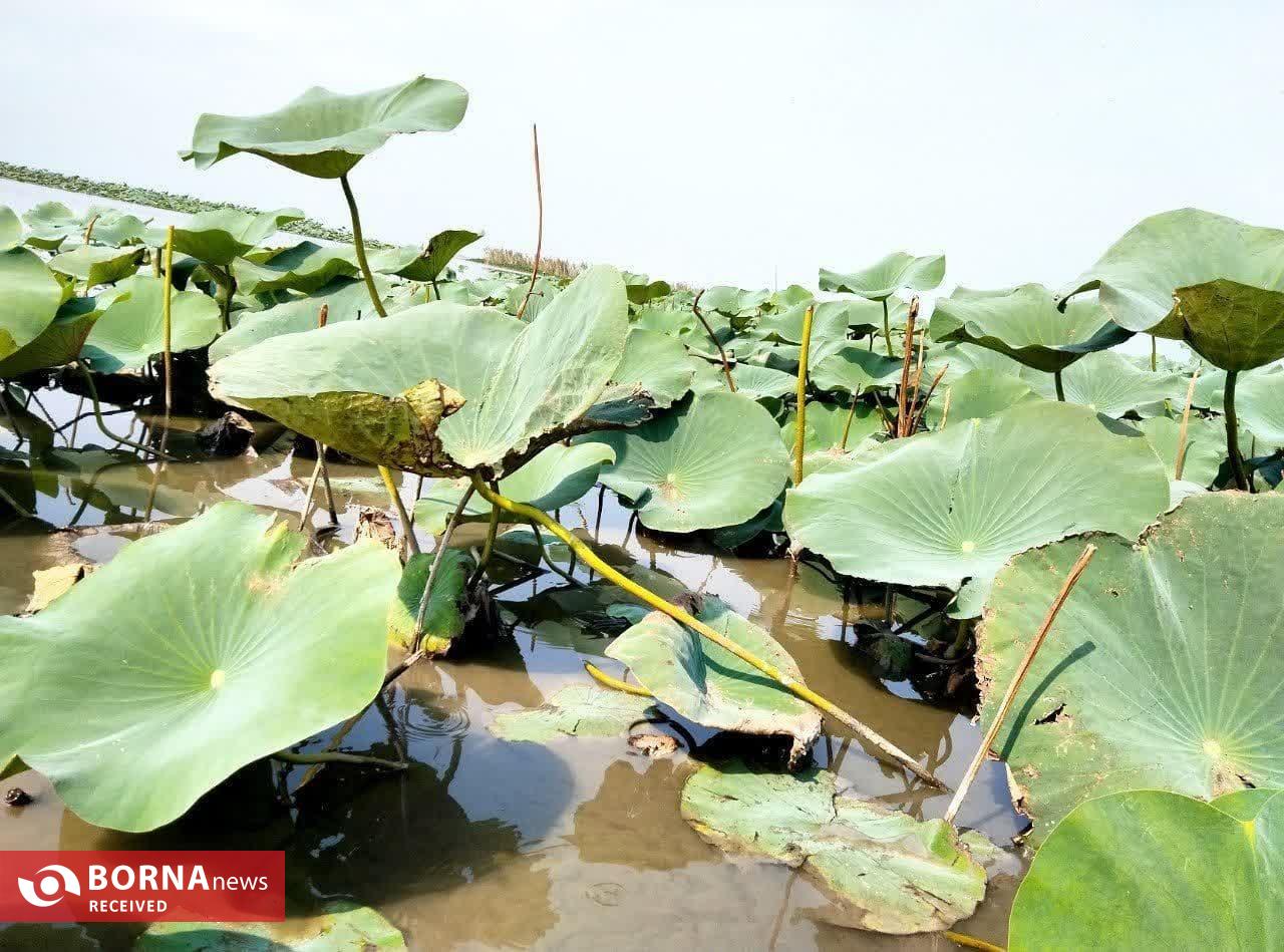 ۲۴۳ گونه پرنده در تالاب انزلی قابل مشاهده است