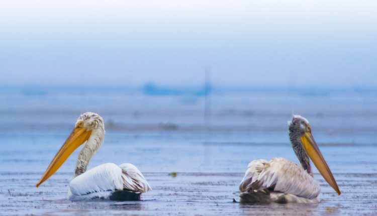 ۲۴۳ گونه پرنده در تالاب انزلی قابل مشاهده است