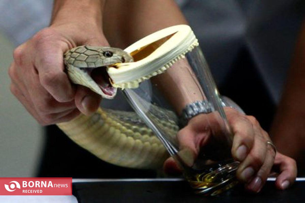 تولید پادزهرهای نجاتبخش در ایران/ سالانه ۱۰ هزار ایرانی از مرگ حتمی نجات مییابند تولید پادزهرهای نجاتبخش در ایران/ سالانه ۱۰ هزار ایرانی از مرگ حتمی نجات مییابند