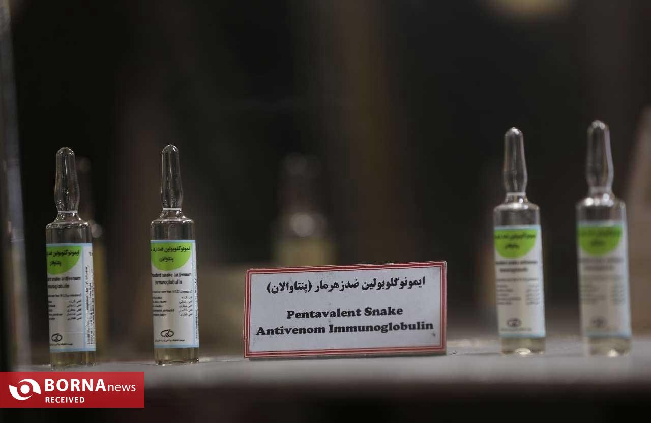 تولید پادزهرهای نجاتبخش در ایران/ سالانه ۱۰ هزار ایرانی از مرگ حتمی نجات مییابند تولید پادزهرهای نجاتبخش در ایران/ سالانه ۱۰ هزار ایرانی از مرگ حتمی نجات مییابند