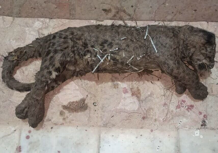 توله پلنگ ساریگل قربانی سهل انگاری مسئولان شد/ تولیدی توله پلنگ ساریگل قربانی سهل انگاری مسئولان شد/ تولیدی