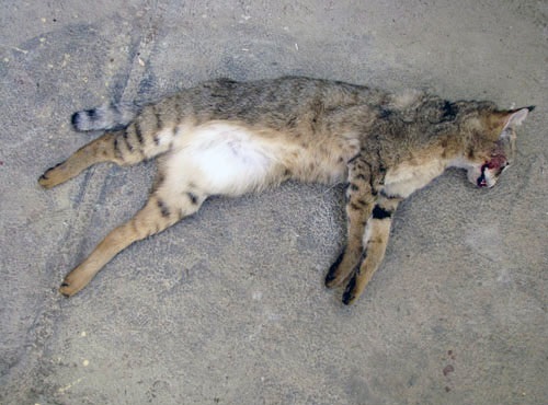 توله پلنگ ساریگل قربانی سهل انگاری مسئولان شد/ تولیدی توله پلنگ ساریگل قربانی سهل انگاری مسئولان شد/ تولیدی