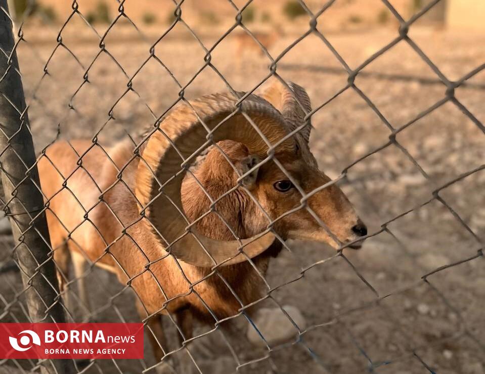 میزبانی «هُرمود» از نادرترین گوسفند وحشی جهان/ هزینه ۷ میلیاردی برای پروانه شکار قوچ لارستان میزبانی «هُرمود» از نادرترین گوسفند وحشی جهان/ هزینه ۷ میلیاردی برای پروانه شکار قوچ لارستان