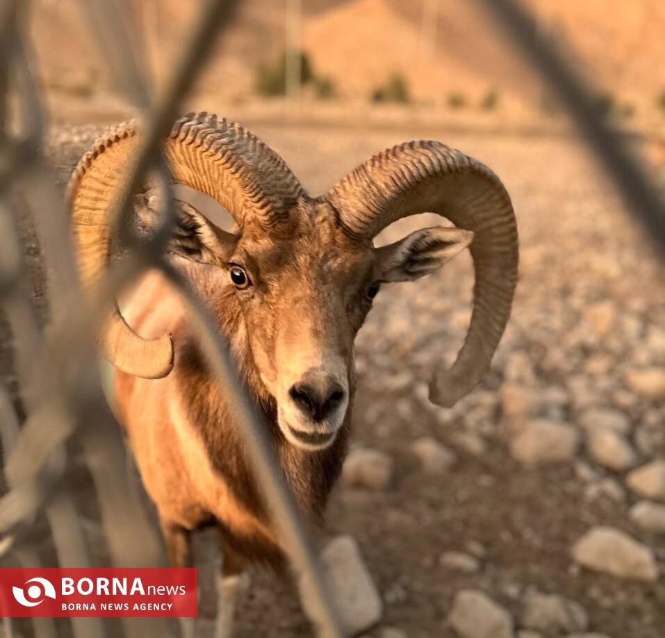 میزبانی «هُرمود» از نادرترین گوسفند وحشی جهان/ هزینه ۷ میلیاردی برای پروانه شکار قوچ لارستان میزبانی «هُرمود» از نادرترین گوسفند وحشی جهان/ هزینه ۷ میلیاردی برای پروانه شکار قوچ لارستان