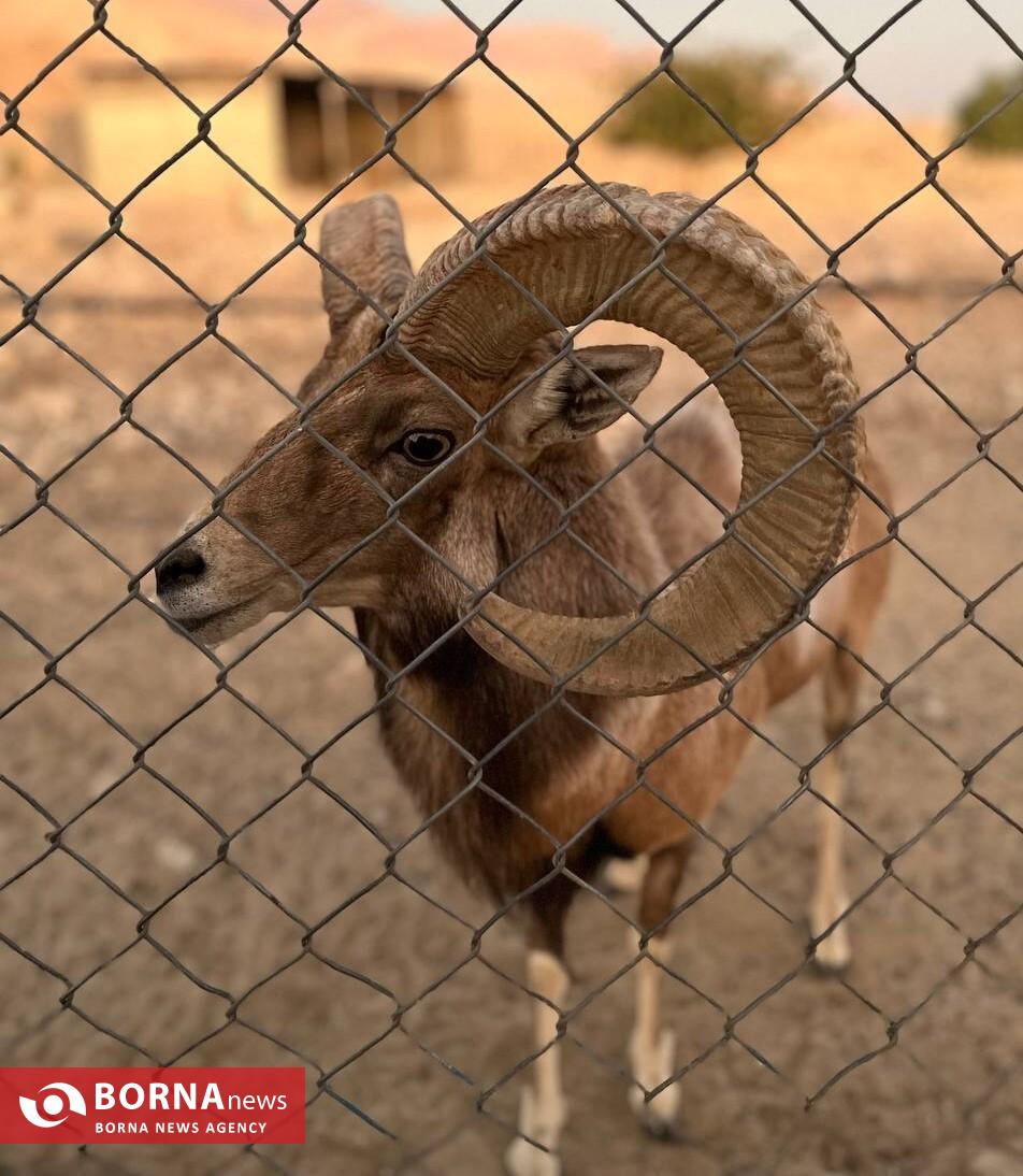 میزبانی «هُرمود» از نادرترین گوسفند وحشی جهان/ هزینه ۷ میلیاردی برای پروانه شکار قوچ لارستان میزبانی «هُرمود» از نادرترین گوسفند وحشی جهان/ هزینه ۷ میلیاردی برای پروانه شکار قوچ لارستان