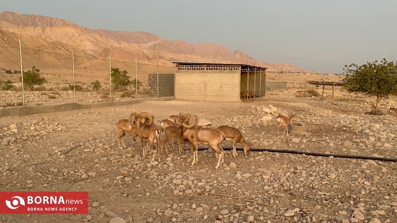 میزبانی «هُرمود» از نادرترین گوسفند وحشی جهان/ هزینه ۷ میلیاردی برای پروانه شکار قوچ لارستان میزبانی «هُرمود» از نادرترین گوسفند وحشی جهان/ هزینه ۷ میلیاردی برای پروانه شکار قوچ لارستان