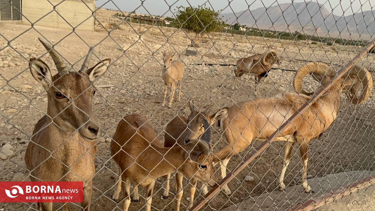 میزبانی «هُرمود» از نادرترین گوسفند وحشی جهان/ هزینه ۷ میلیاردی برای پروانه شکار قوچ لارستان میزبانی «هُرمود» از نادرترین گوسفند وحشی جهان/ هزینه ۷ میلیاردی برای پروانه شکار قوچ لارستان
