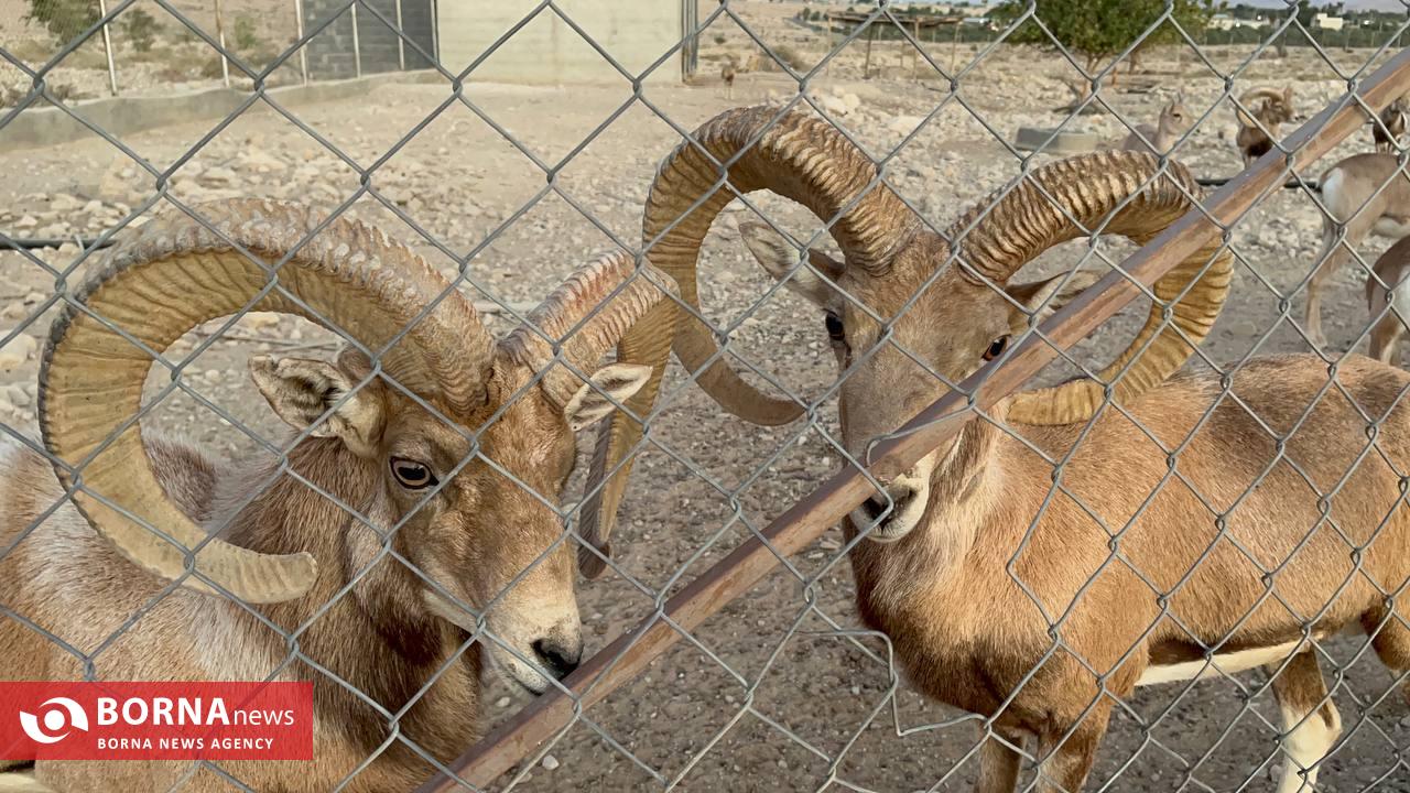 میزبانی «هُرمود» از نادرترین گوسفند وحشی جهان/ هزینه ۷ میلیاردی برای پروانه شکار قوچ لارستان میزبانی «هُرمود» از نادرترین گوسفند وحشی جهان/ هزینه ۷ میلیاردی برای پروانه شکار قوچ لارستان