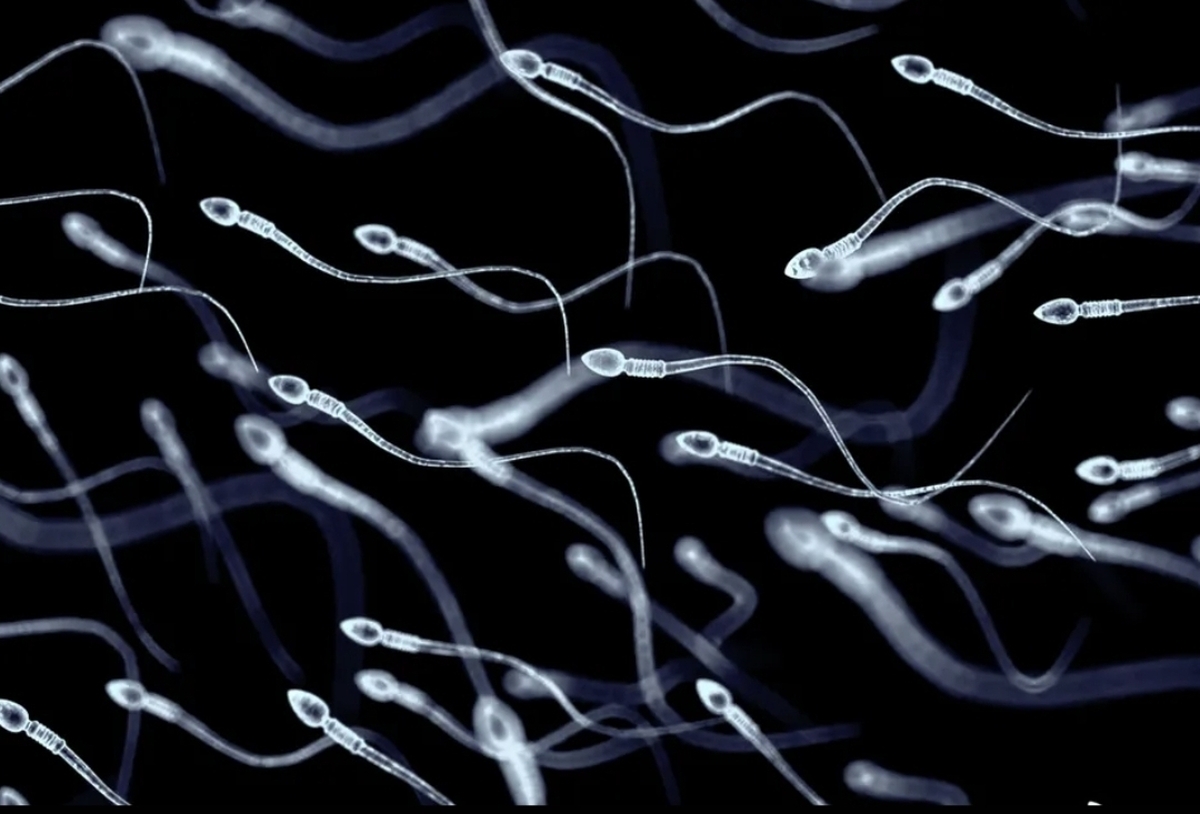اولین پیوند سلول‌های بنیادی اسپرم‌ساز برای درمان ناباروری انجام شد