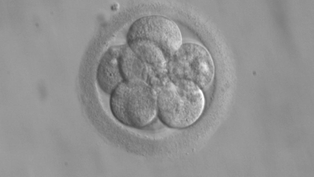 انقلاب در IVF با اولین تصویر جنین پستاندار با دوربین کوانتومی