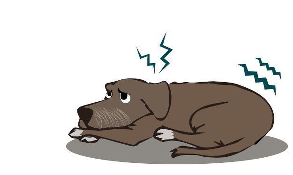 علت لرزیدن بدن سگ: دلایل، علائم و راهکارهای درمانی