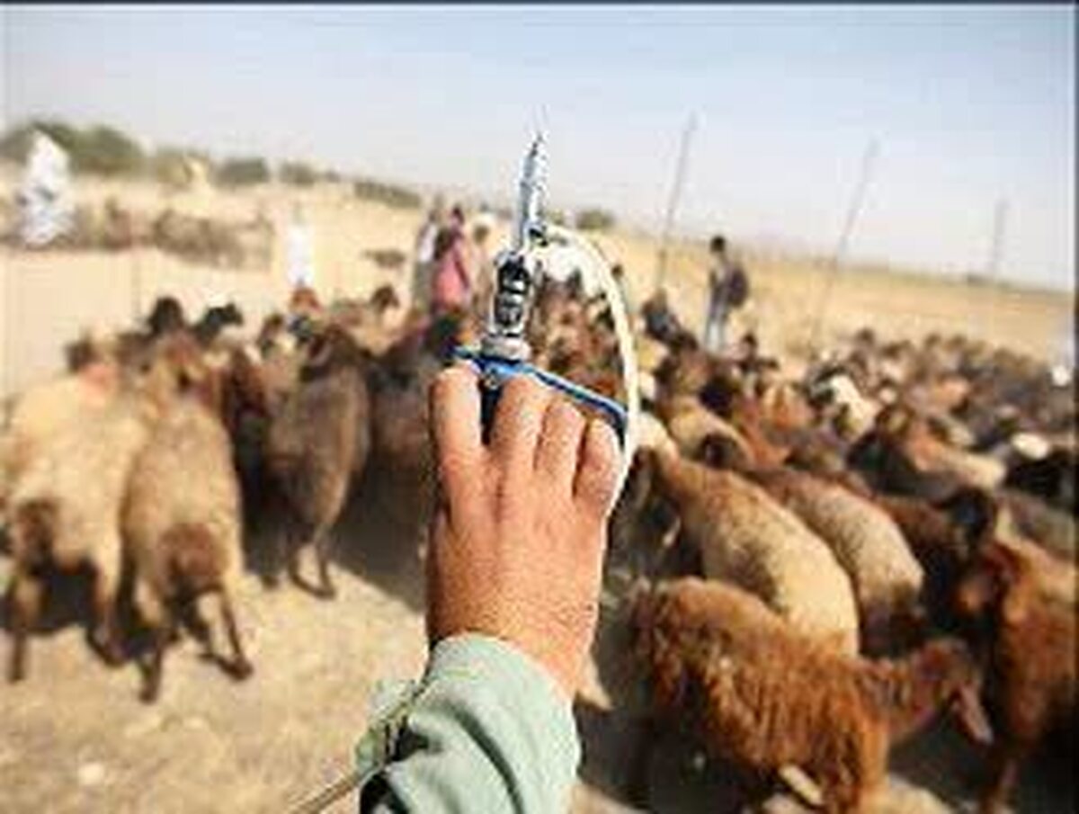 واکسیناسیون ۷ میلیون نوبت رأس دام توسط دامپزشکی لرستان