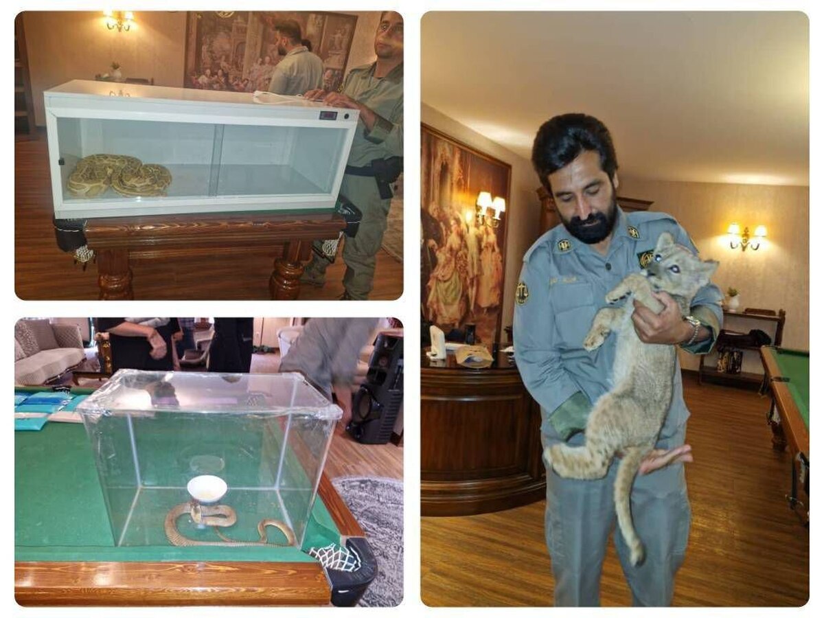 کشف یک توله شیر وحشی و دو مار سمی در استان تهران