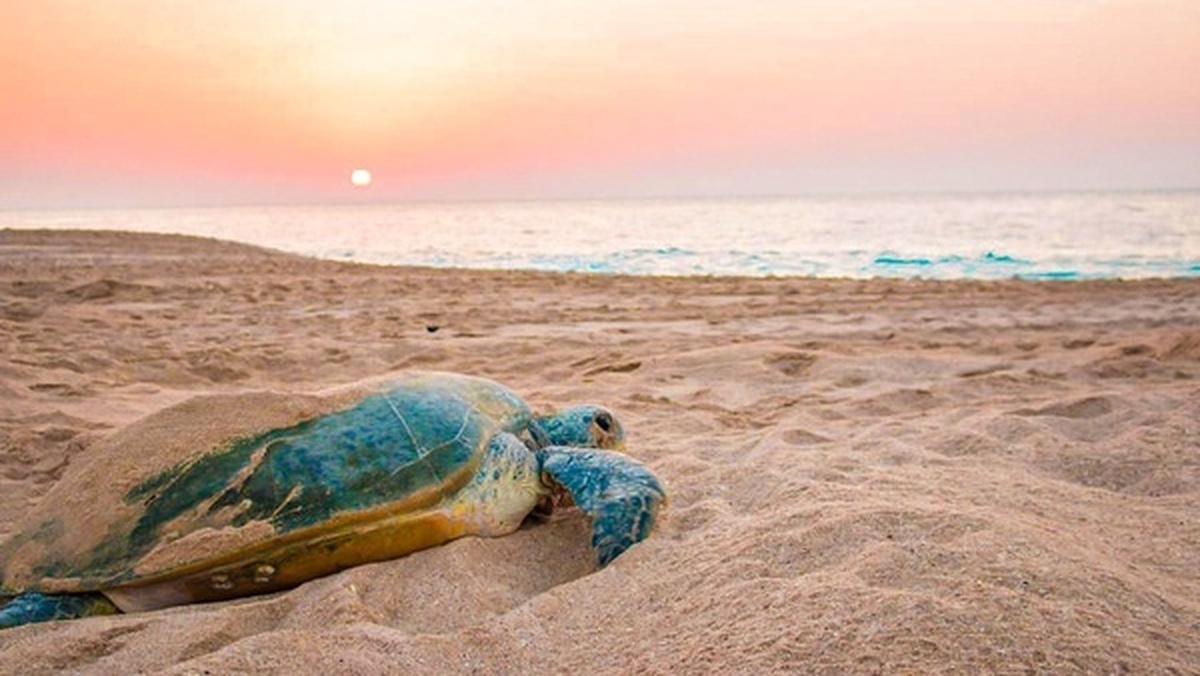 لاک‌پشت‌‌های در خطر انقراض برای تخم‌گذاری به قشم بازگشتند
