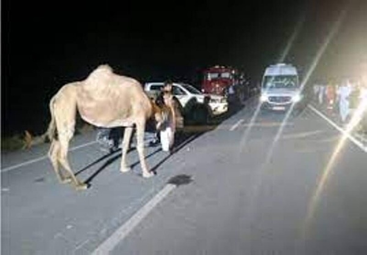 شتران سرگردان باز هم حادثه آفریدند