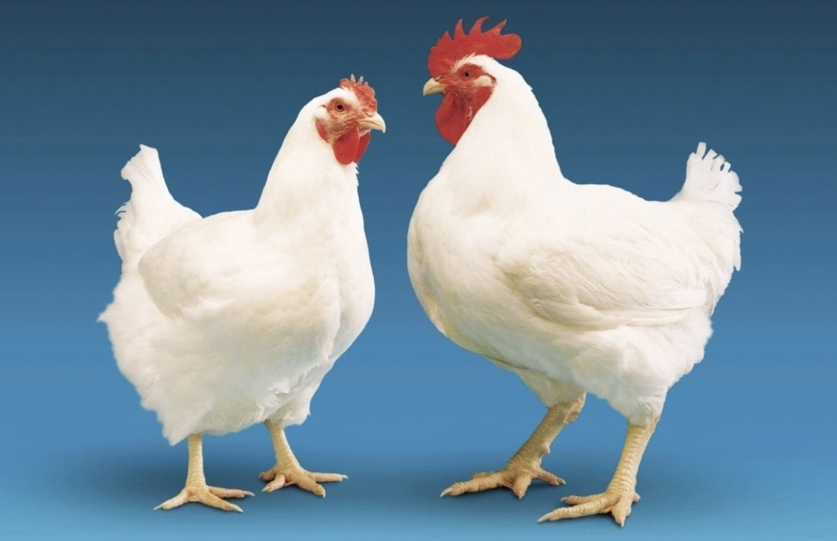 سامانه جذب آمونیاک کود مرغ طراحی شد