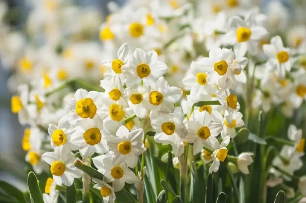 بیش از ۵۰ هزار گردشگر در جشنواره گل نرگس خفر حضور می یابند