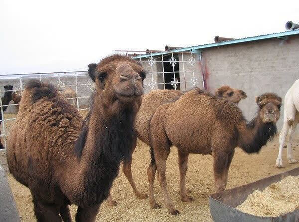 فاز دوم عملیات هویت‌گذاری شترهای عشایر دشت الله‌آباد اجرا شد