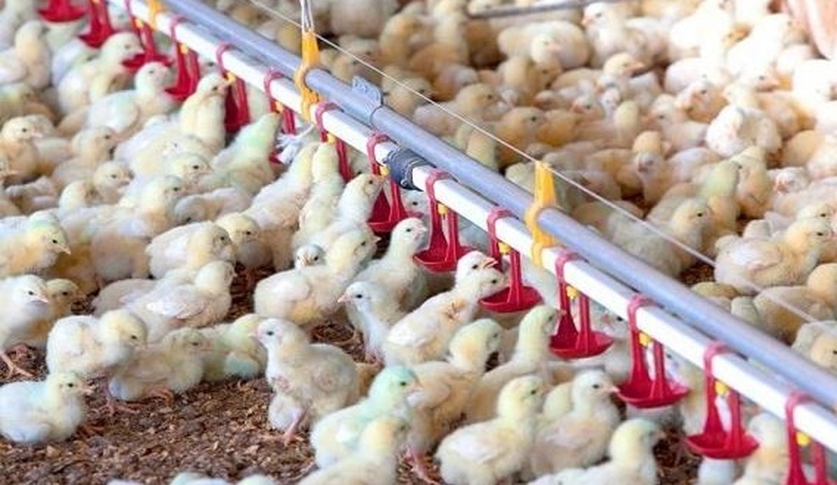 ۲۱ میلیون قطعه جوجه ریزی مازندران و ثبت رکورد جدید در کشور
