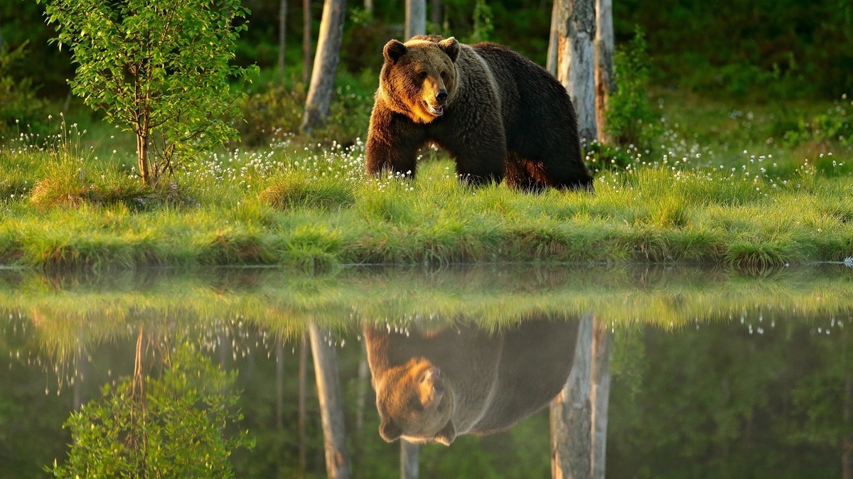 «نبرد توانمندی‌های حیوانات» در شبکه مستند