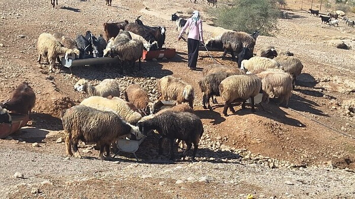 این سیاه‌چادرها در دل دشت‌های «میمک» ثروت تولید می‌کنند