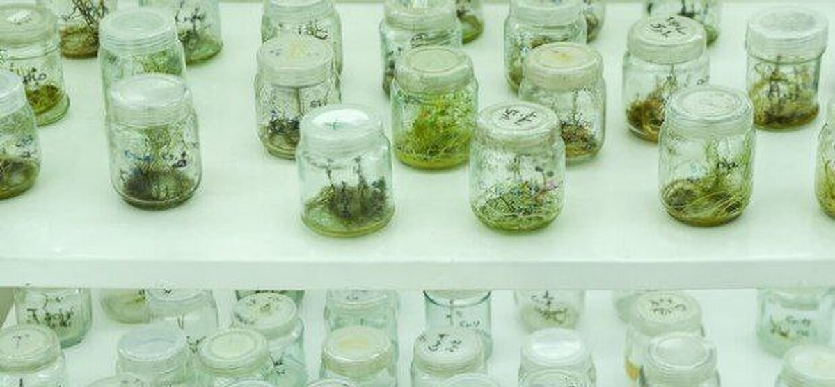 تشکیل شبکه بیوتکنولوژی کشاورزی کشورهای اسلامی با پیشنهاد ایران برای میزبانی و همکاری‌های مشترک