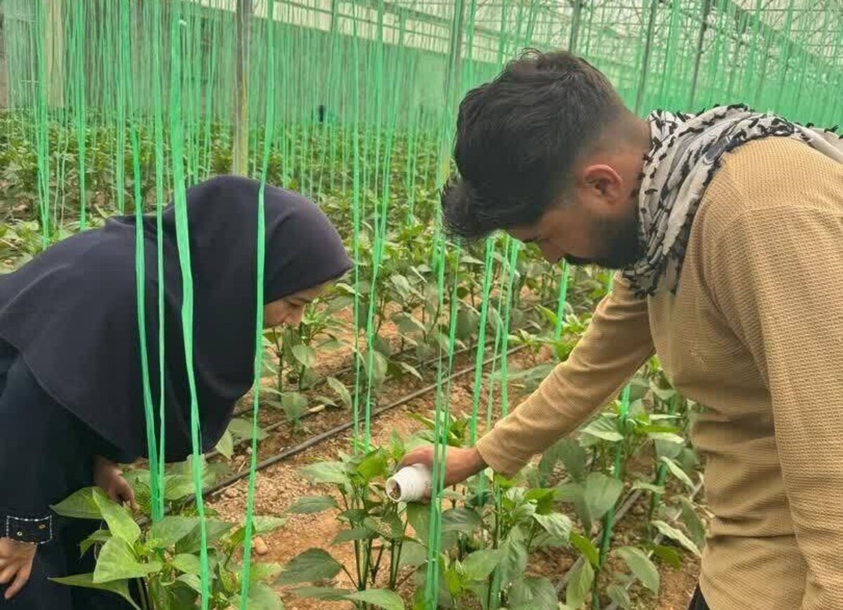 رهاسازی عوامل کنترل بیولوژیک در گلخانه‌های شهرستان یزد