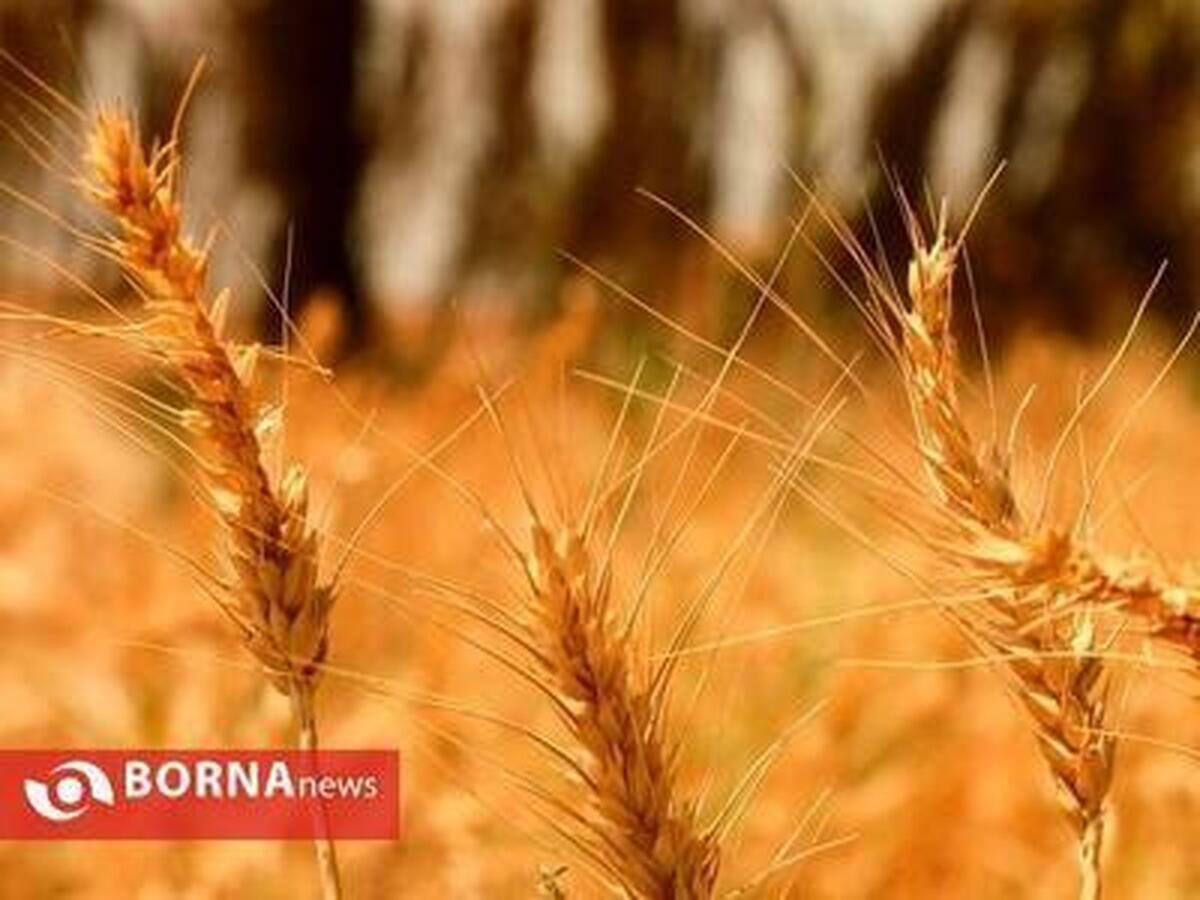 مدیرکل جهاد کشاورزی استان بوشهر: ۸۳ درصد از کشت گندم استان به صورت دیم است