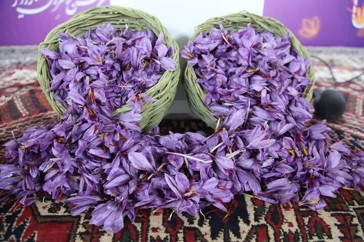 روند رو به رشد تولید طلای سرخ در کهگیلویه و بویراحمد