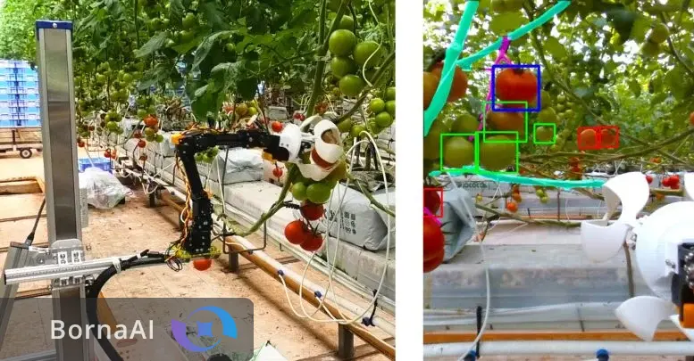 رباتهای گوجهچین راهی مزارع میشوند رباتهای گوجهچین راهی مزارع میشوند