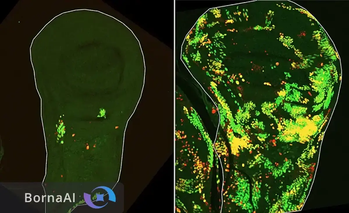 راز ۵۰ساله ترمیم بافت‌های آسیب‌دیده فاش شد
