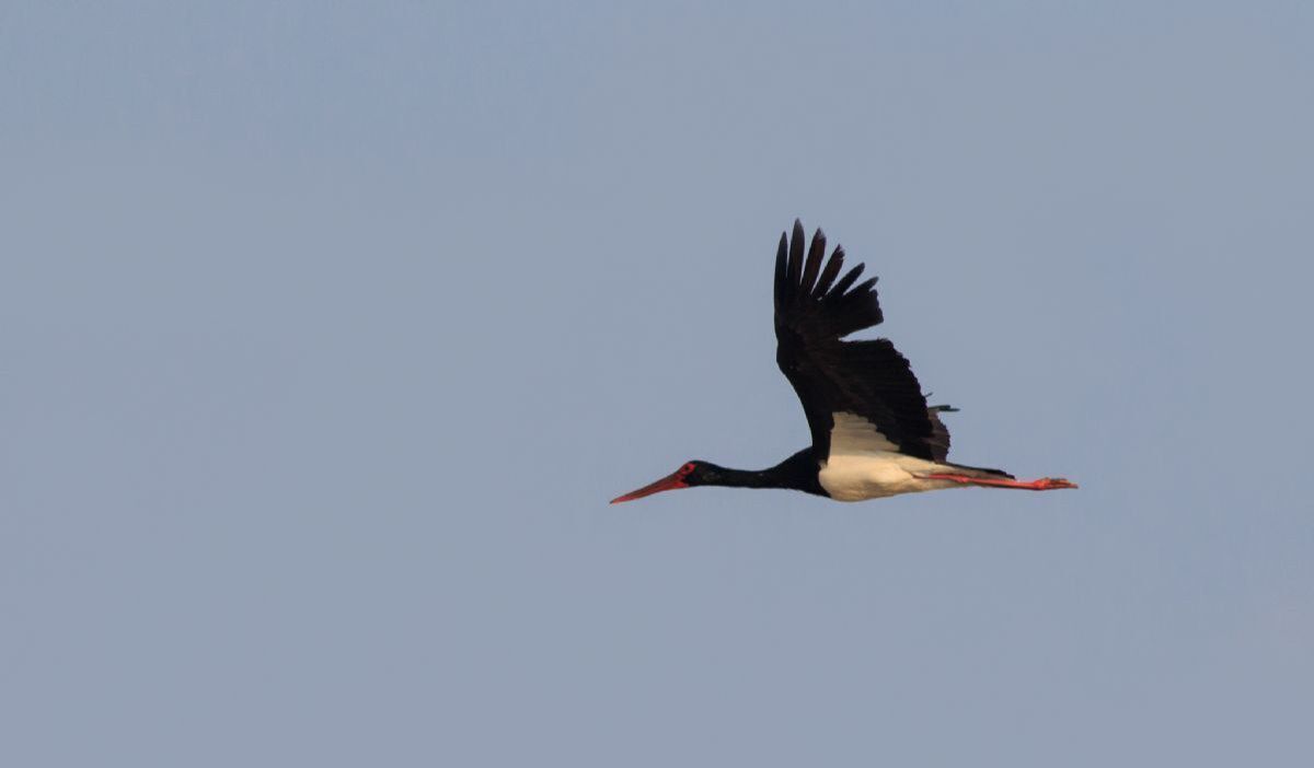 مشاهده لک‌لک سیاه پس از هفت سال در شهرستان زهک