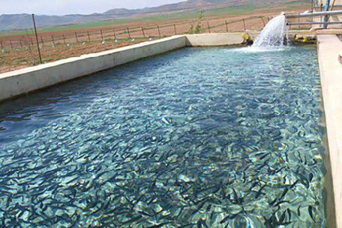 شروع آمارگیری مزارع پرورش ماهی سردابی چهارمحال و بختیاری