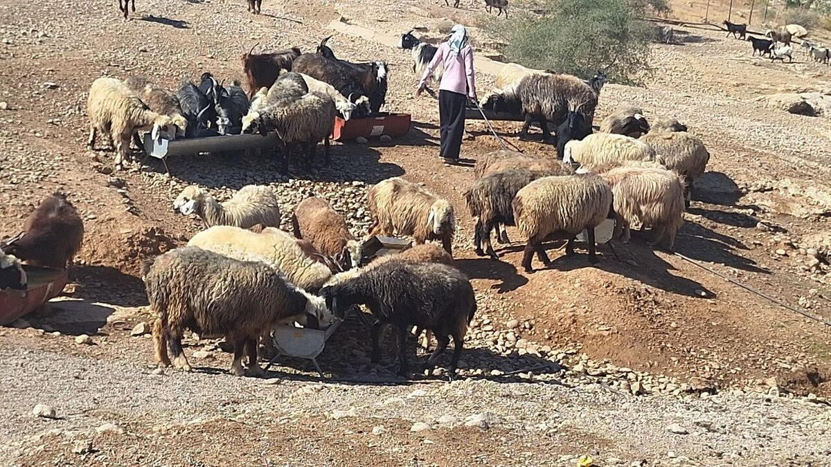 زنان عشایر فارس؛ پیشتازان اقتصادی با تکیه بر سرمایه‌های خرد