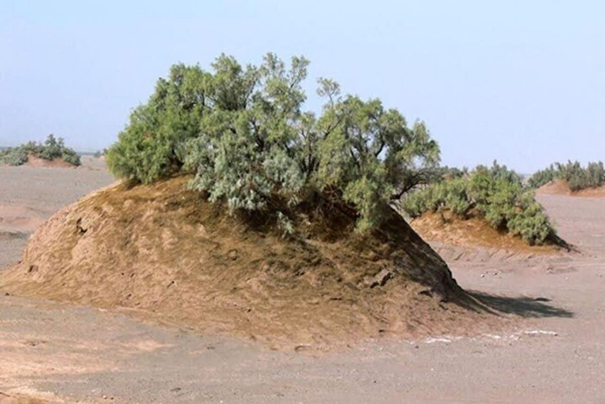 نبکاهای آب شیرین کاشان به ثبت ملی رسید