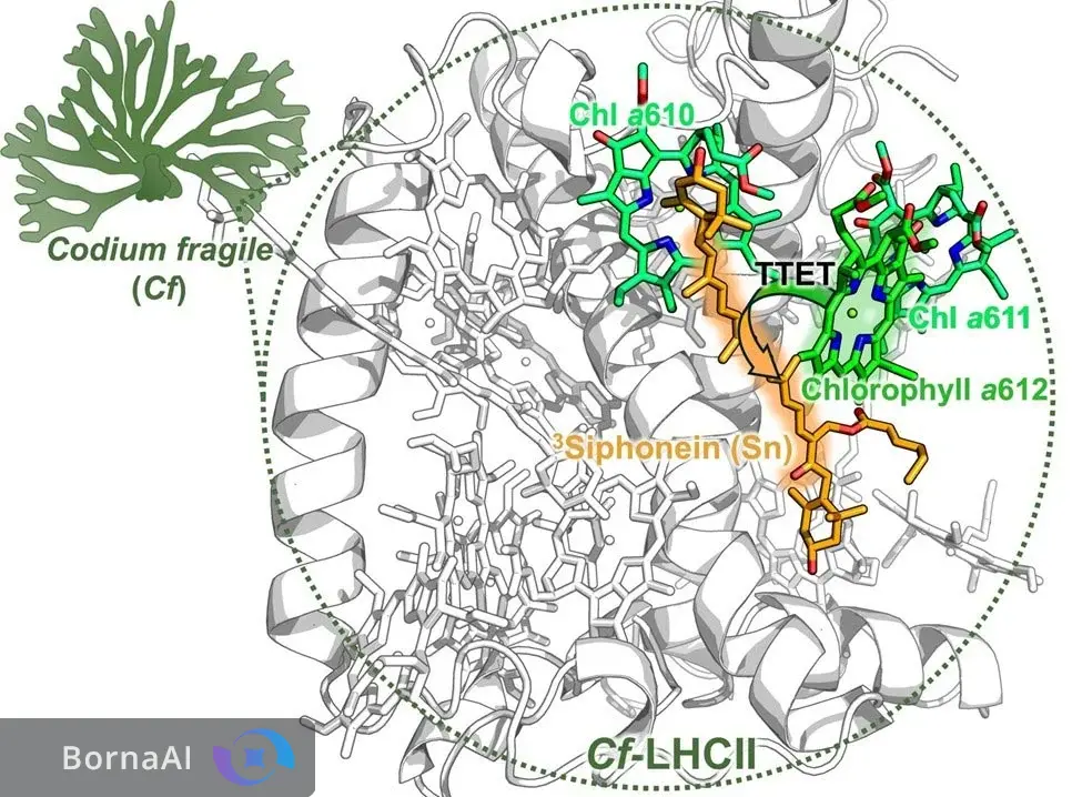 راز بقا زیر آفتاب؛ جلبک‌ها خورشید را مهار می‌کنند!