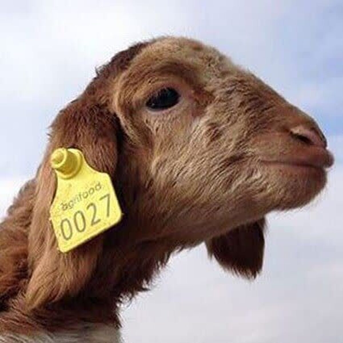 مدیر امور دام جهاد کشاورزی اردبیل: هویت‌گذاری تمام دام‌های استان با پلاک گوش ۱۵ رقمی الزامی است