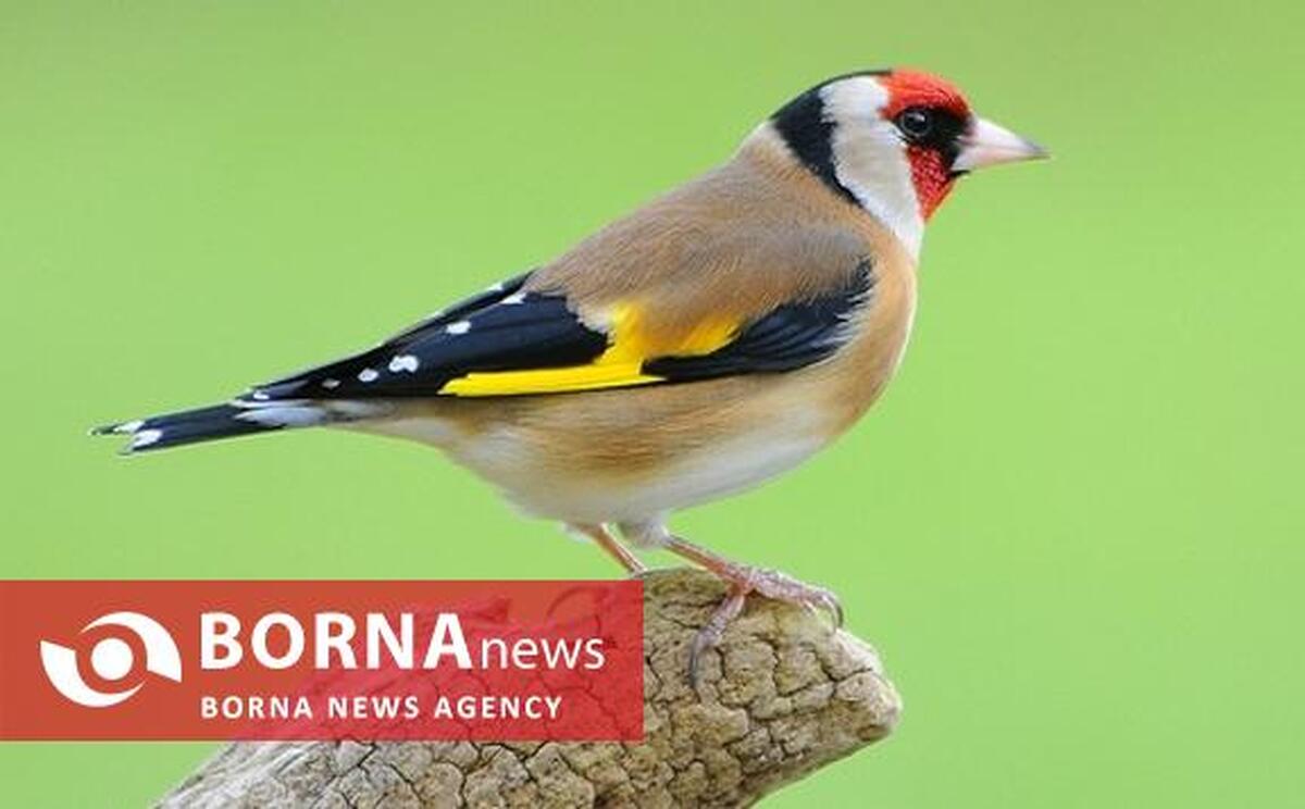 بازداشت صیادان غیرمجاز پرنده در ثلاث‌باباجانی/ ۵ قطعه سهره طلایی کشف شد