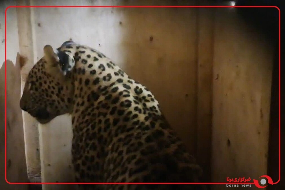 انتقال پلنگ ایرانی زنده‌گیری‌شده در ماسال به کلینیک تخصصی حیات‌وحش تهران