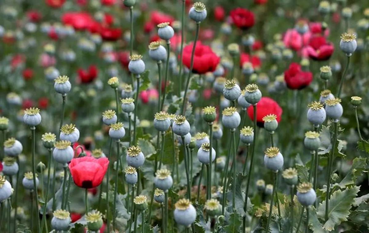تصویب کشت کنترل‌شده گیاه «شقایق الیفرا»