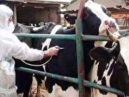 آغاز عملیات واکسیناسیون رایگان ۸ هزار راس دام سنگین در هویزه